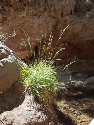 Festuca alta