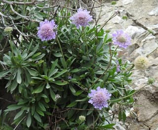 Escabiosa-de-Creta