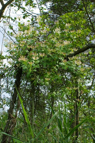 Madreselva