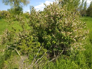 Tatarian Honeysuckle