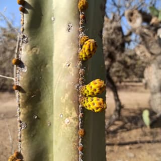 Cacto-cerca-mexicana