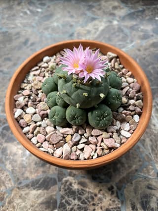 Peyote