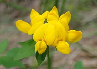 Greater Bird's-foot Trefoil