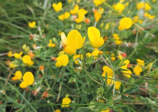 Narrow-leaved bird's-foot trefoil