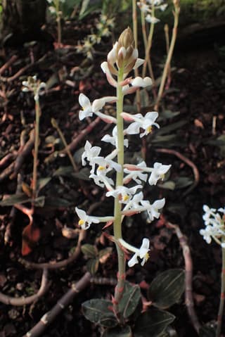 Orquidea-joia