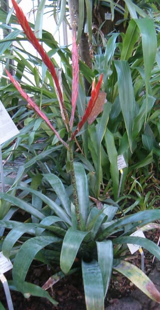 Bromélia Espada de Fogo