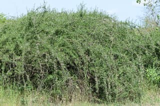 Baga-de-goji