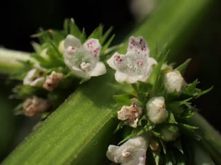 Licopo