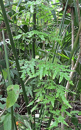 Samambaia-trepadora