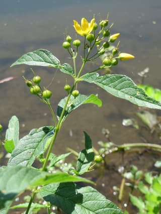 Loosestrife