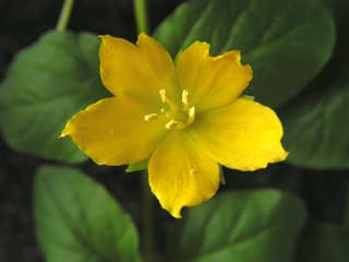 Dinheiro-em-penca