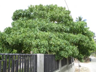 Macaranga