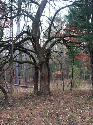 Osage Orange