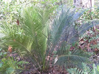 Cica Australiana