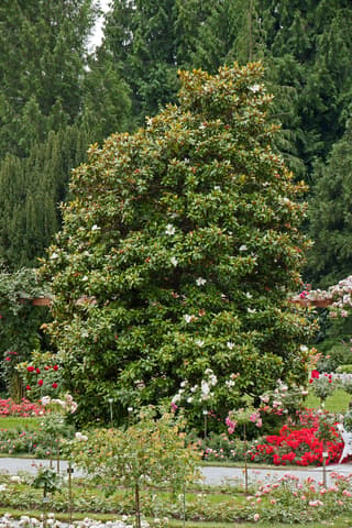 Southern Magnolia