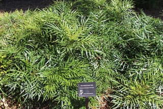 Mahônia 'Soft Caress'