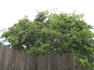 Acerola