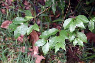 Barbados Cherry