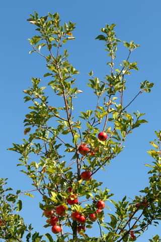 Macieira