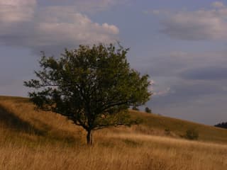 Maceira-brava