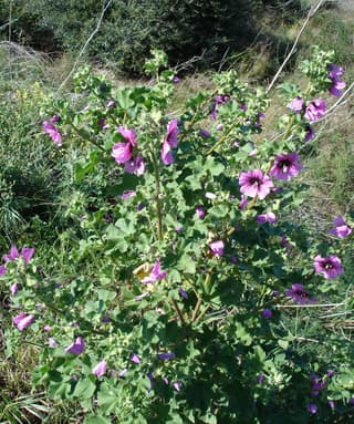 Malva-arbórea