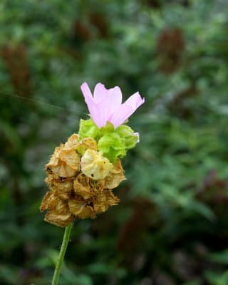 Malva-almiscarada