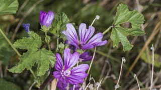 High mallow