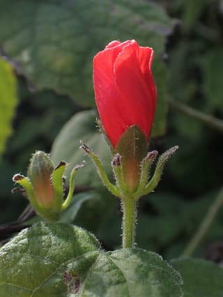 Turk's Cap