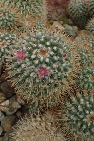 Mamilaria de Backeberg