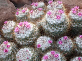 Mammillaria bombycina