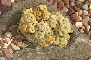 Hersen Cactus