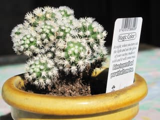 Cactus-dedal