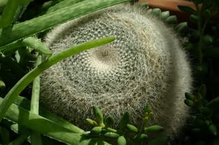 Old Lady Cactus
