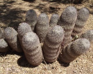 Rat-tail Nipple Cactus