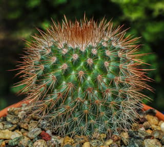 Mammillaria épineux