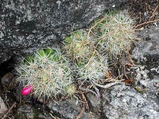 Estrelas Douradas