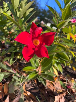 Mandevilla