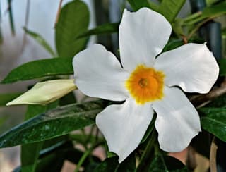 White Rock Trumpet