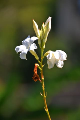 Chilean Jasmine