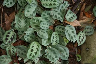 Prayer Plant (genus)