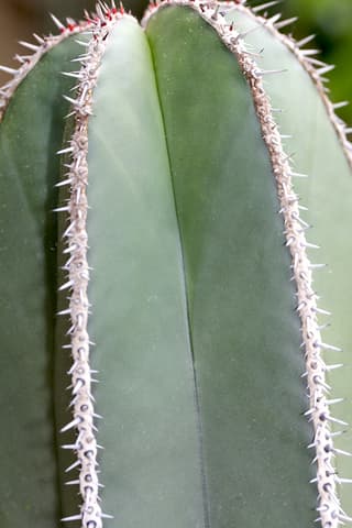 Pachycereus marginatus