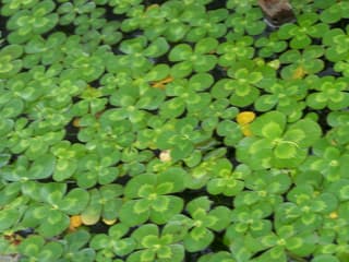 Trébol de agua