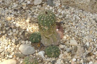 Matucana