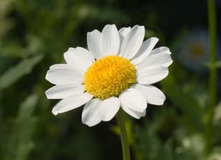 Mini Marguerite