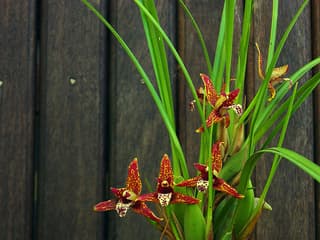 Maxillaria (genus)