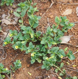 Mecardonia