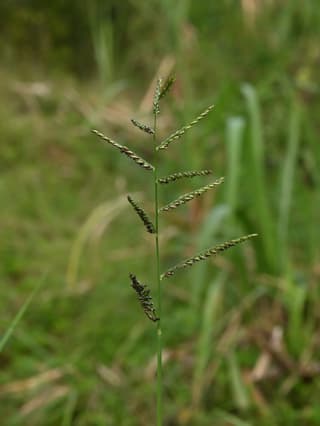 Guinea grass