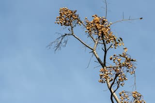 Cinamomo