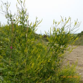 Meliloto-amarelo