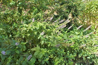 Mint (genus)
